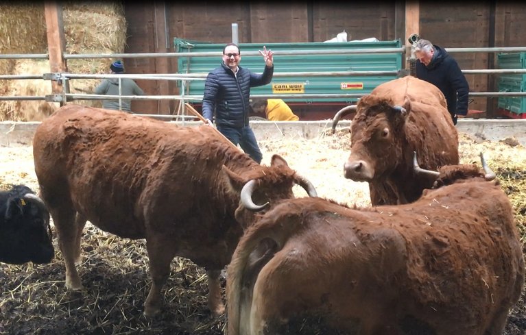Thomas Kufen wagte sich sogar zwischen die mehr als 700 Kg schweren Rinder. Die entspannten Damen freuten sich über neues Stroh und ein paar Leckerchen.